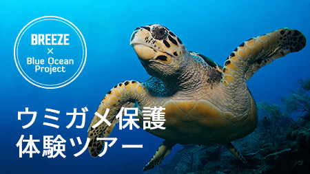 ウミガメ保護体験ツアー
